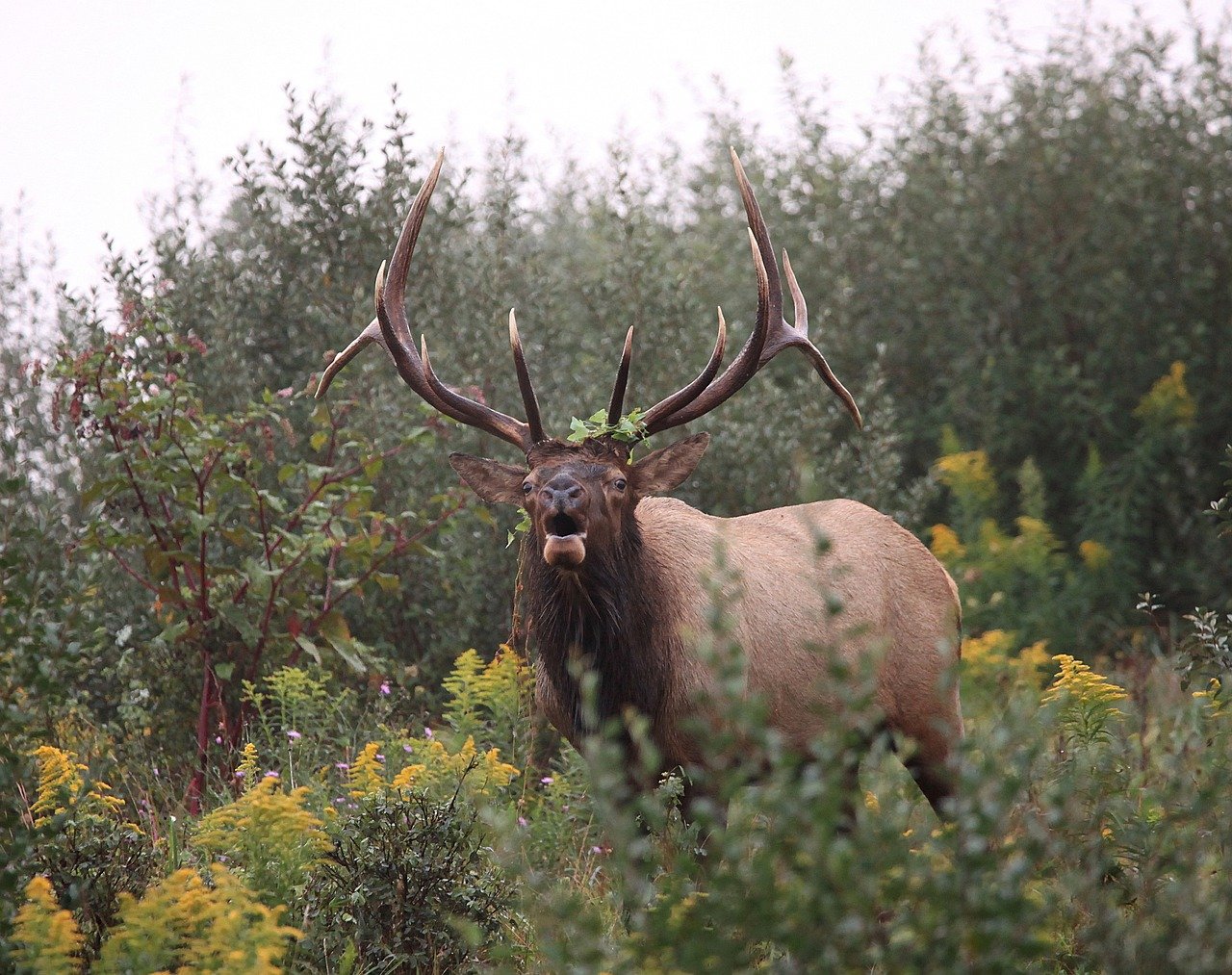 The Best Wildlife Viewing in Glacier National Park